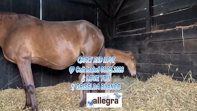 Willkommen petit QRAZY RED LOVE: Papa LOVE YOU - Mama GRISELDA BLANCO (8.5.2026)