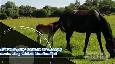 MAYUMI - vom Fohlen zum ersten Sieg in Rambouillet (12.4.26)