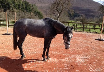 IMG 2797 Burgstallhof