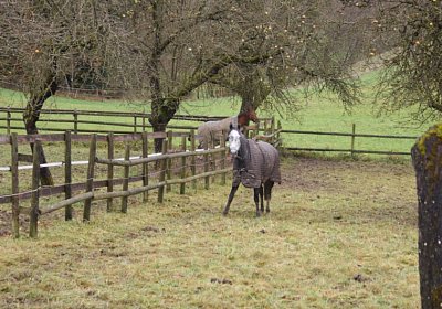 DSC00366 Burgstallhof 24nov13