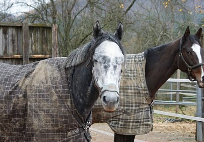 DSC00405 Burgstallhof 24nov13