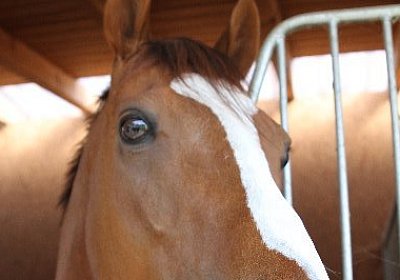 IMG 0054 600x400
