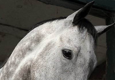IMG 0109 600x400