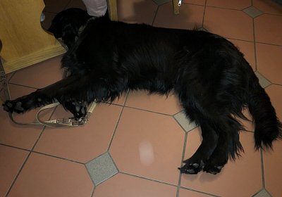 2019 10 05 Stall Allegra 20Jahre DSC03647