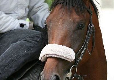 Rayyan, fast schon erwachsen