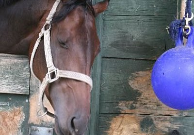Zaubermaus spielt mit Hunde-Spielzeug