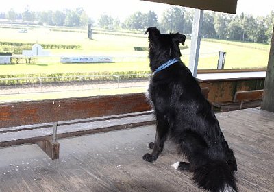 IMG 8060 600x400.jpg