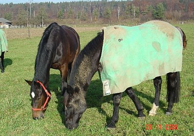 Viel Spass beim Putzen...