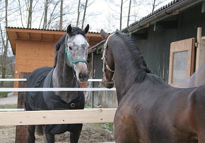 IMG 8945 600x400.jpg