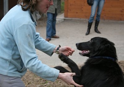 IMG 9019 600x400.jpg