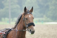 Belgino: Trainings 2./3.Okt 2013