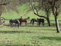 Mehr Burgstallhof-Fotos vom 13.4.13!