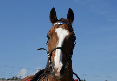 DSC08452 Noci Holziken 24sept13