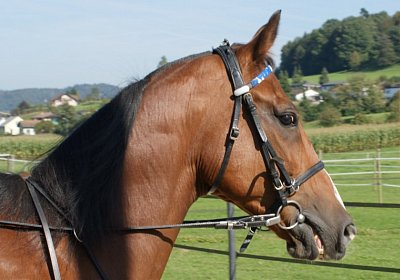 DSC08456 Noci Holziken 24sept13