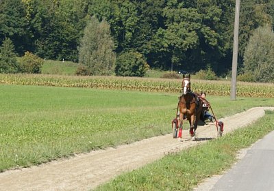 DSC08468 Noci Holziken 24sept13