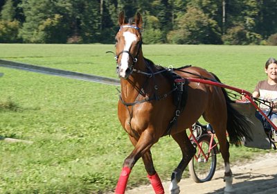 DSC08474 Noci Holziken 24sept13