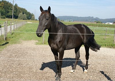 DSC08476 Quito Holziken 24sept13