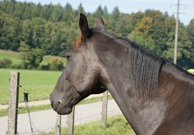 DSC08477 Quito Holziken 24sept13