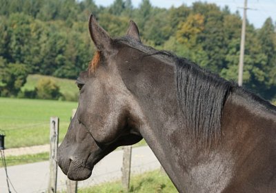 DSC08478 Quito Holziken 24sept13