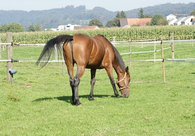 DSC08489 Prince Holziken 24sept13
