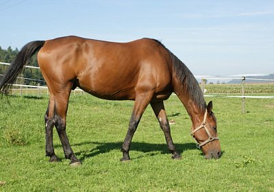 DSC08492 Prince Holziken 24sept13