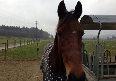 A Prince Paddock 3(Kopie)