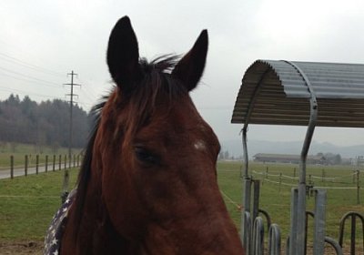 A Prince Paddock 4(Kopie)