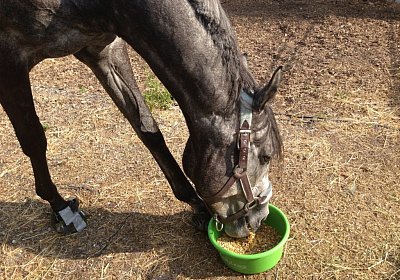 Remedial in Dielsdorf, 7.9.2013