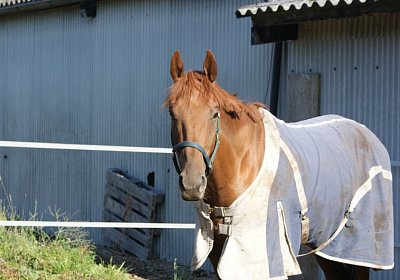 D Gitan Paddock 1 (Kopie)