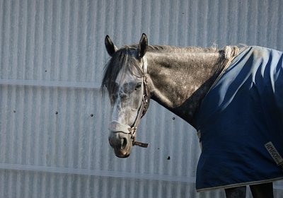 E Remedial Paddock 2 (Kopie)