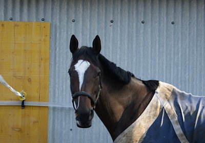 F Bambi Paddock (Kopie)