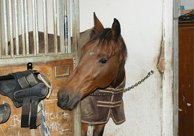 DSC09651 Prince