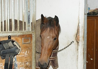 DSC09652 Prince