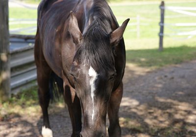 Besuch bei GONE DEBERIEUX, Juni 2014