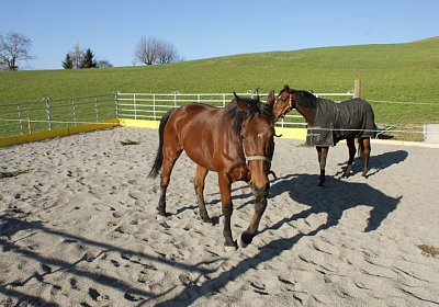 Prince 16Maerz 2014 DSC03257