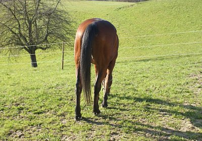 Prince 16Maerz 2014 DSC03264