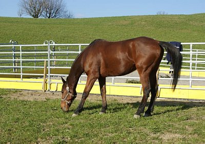 Prince 16Maerz 2014 DSC03265