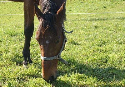 Prince 16Maerz 2014 DSC03274