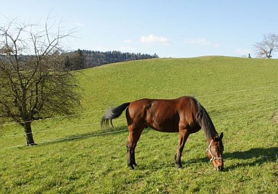 Prince 16Maerz 2014 DSC03276