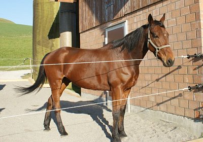 Prince 16Maerz 2014 DSC03303