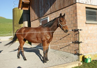 Prince 16Maerz 2014 DSC03309