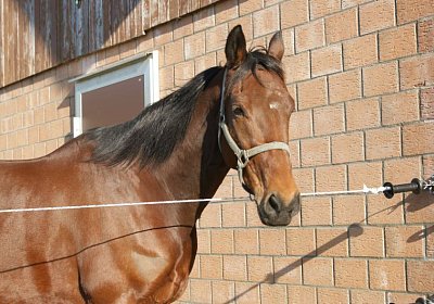 Prince 16Maerz 2014 DSC03312
