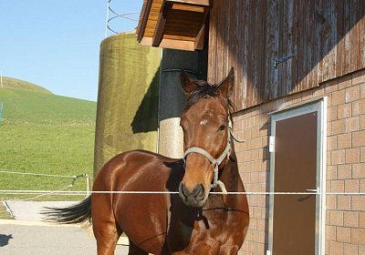 Prince 16Maerz 2014 DSC03315