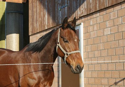 Prince 16Maerz 2014 DSC03317