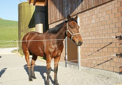 Prince 16Maerz 2014 DSC03320