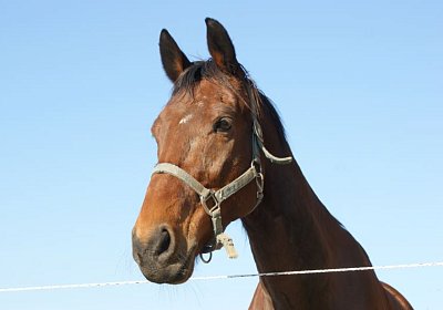 Prince 16Maerz 2014 DSC03325
