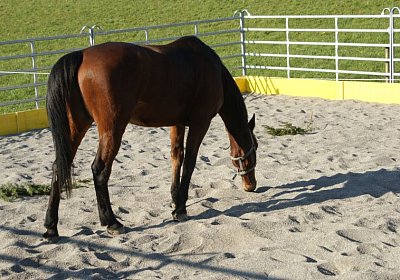 Prince 16Maerz 2014 DSC03328