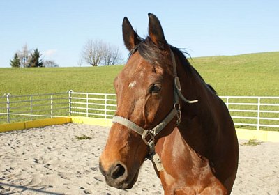 Prince 16Maerz 2014 DSC03329