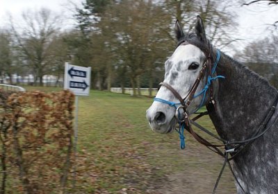DSC02848 Remedial Dielsdorf 2maerz14