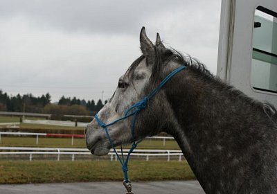 DSC02870 Remedial Dielsdorf 2maerz14